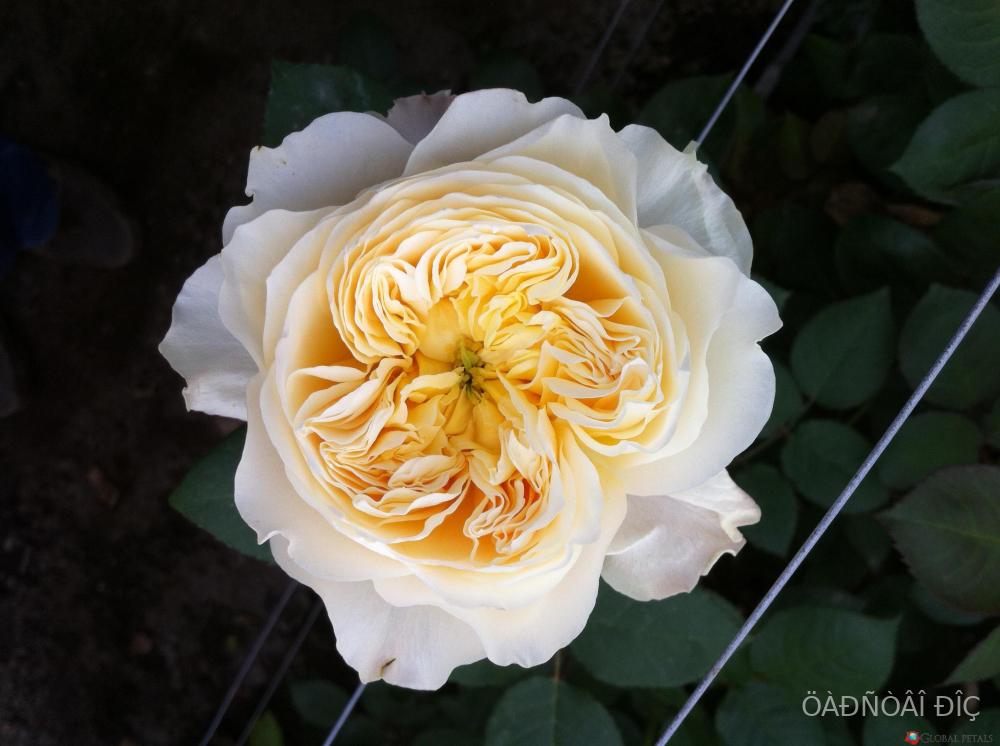 ������� (Beatrice)