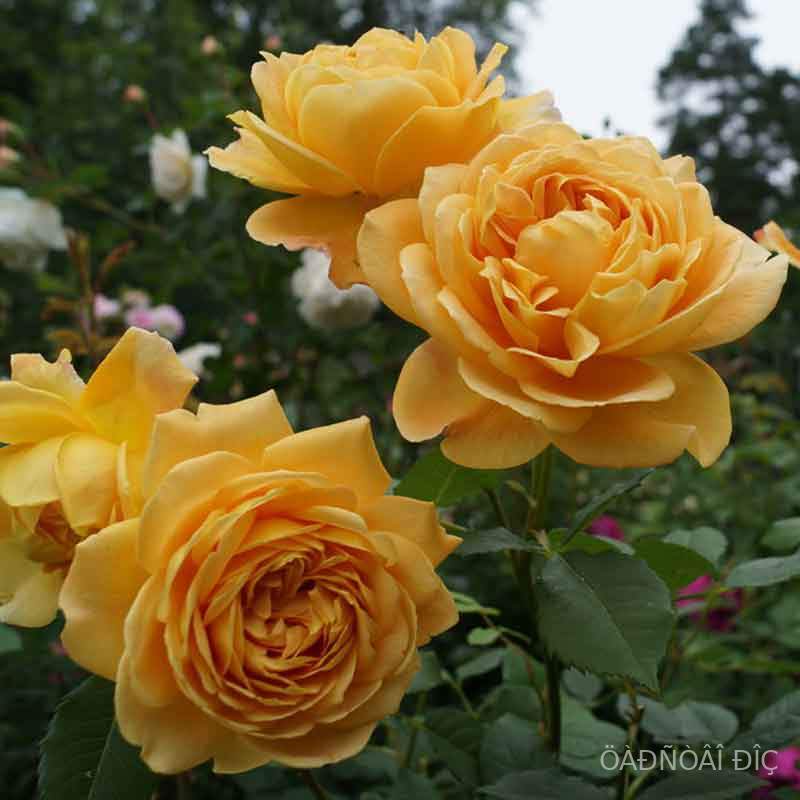 ������ ����������� (Golden Celebration)