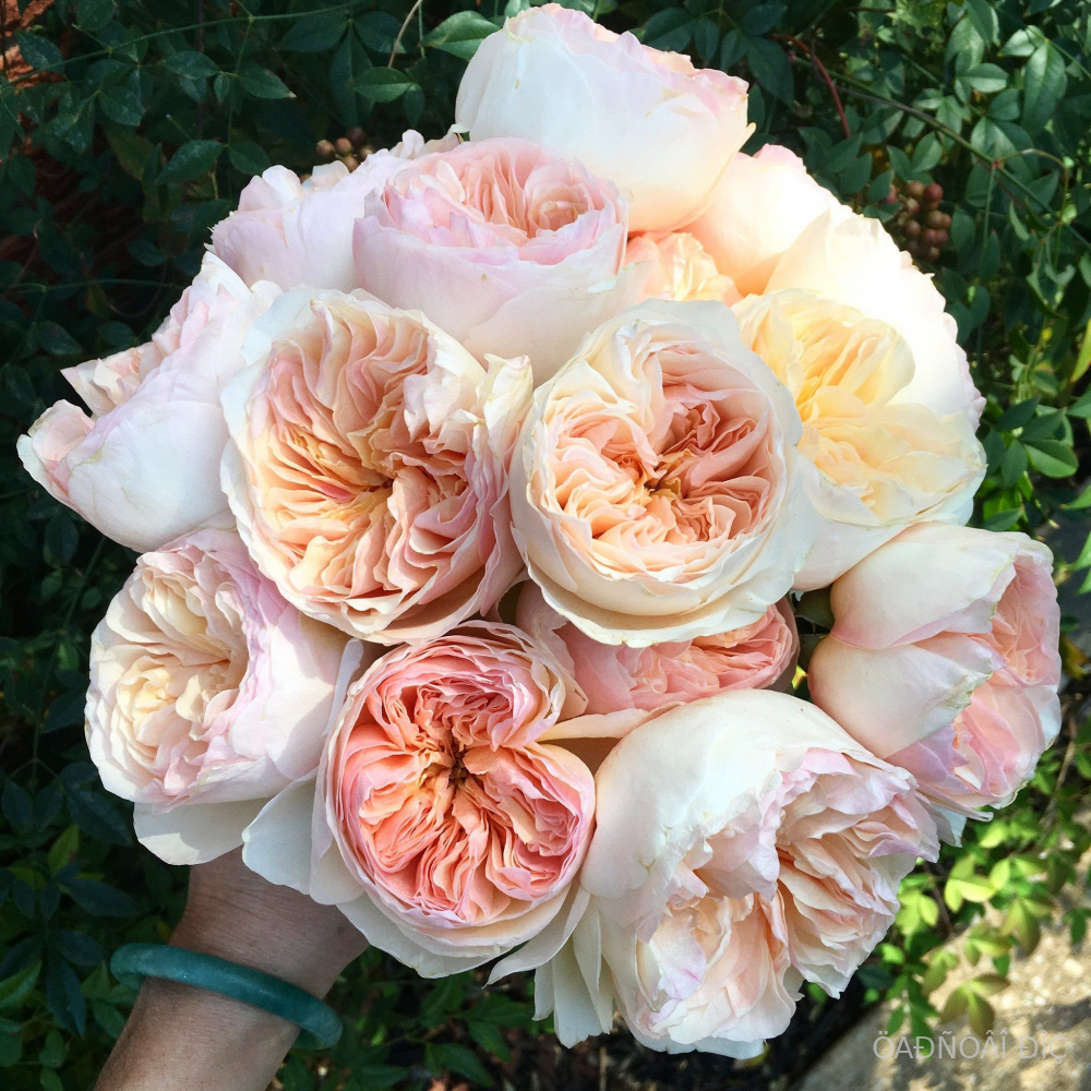 ��������� (Juliet)