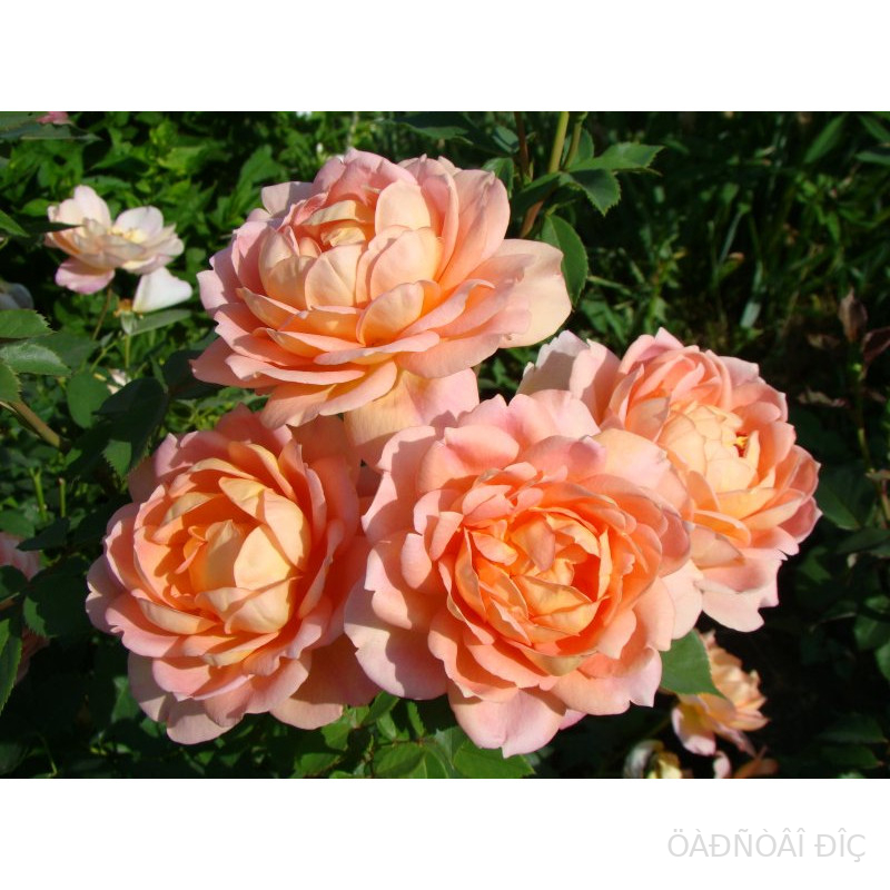 ���� �� ����� (Lady Of Shalott )