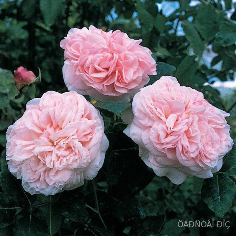 ���� ���� (Claire Rose)