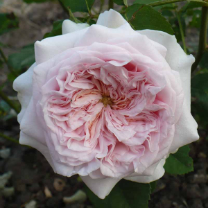 ���� ���� (Claire Rose)