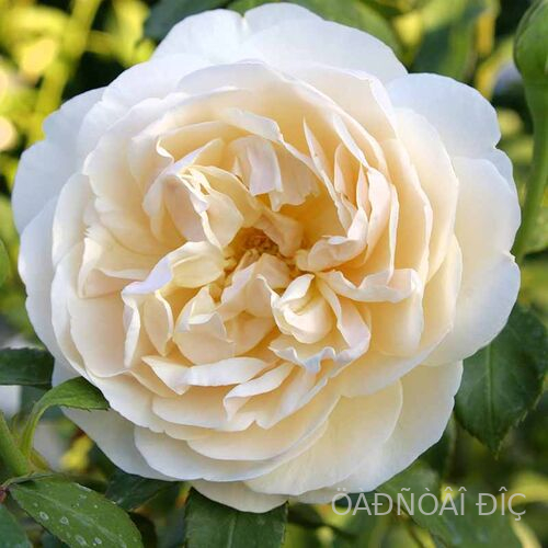 ������� ������ (Lichfield Angel)