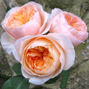 ��������� (Juliet)