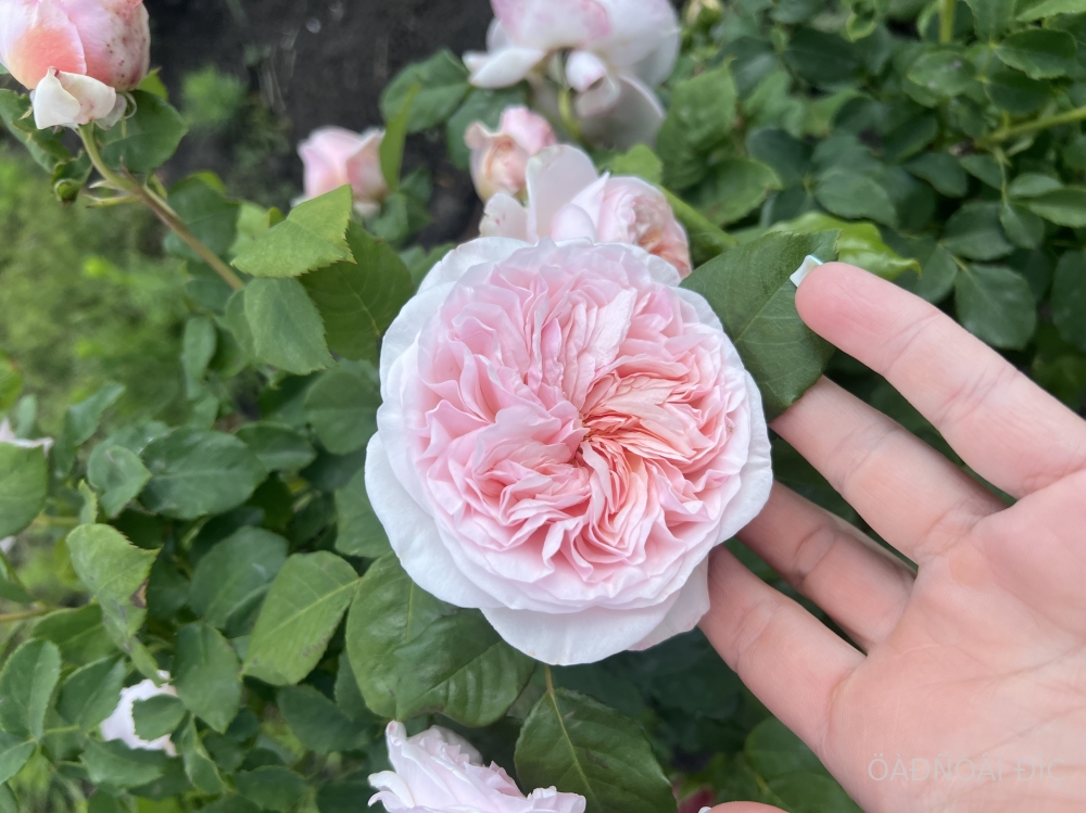 ���� ���� (Claire Rose)
