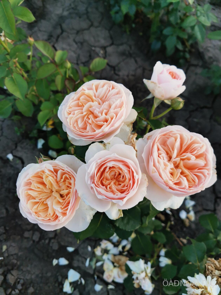 ��������� (Juliet)