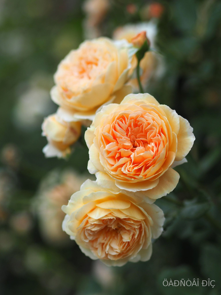 ����� ��������� �������� (Crown Princess Margareta)