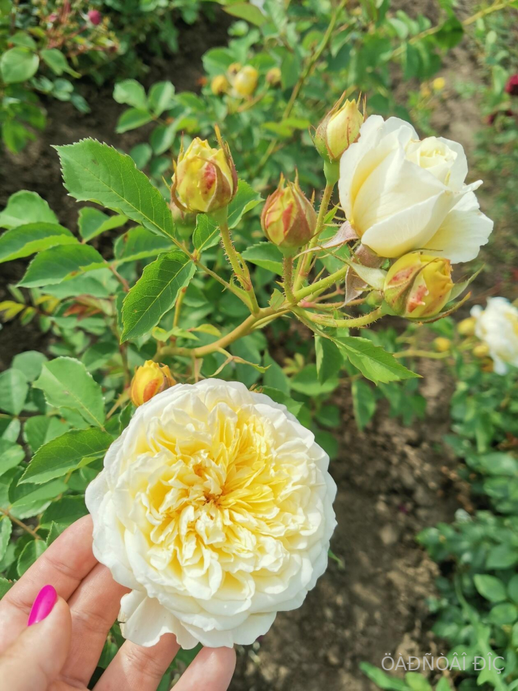 �������� (Charlotte)