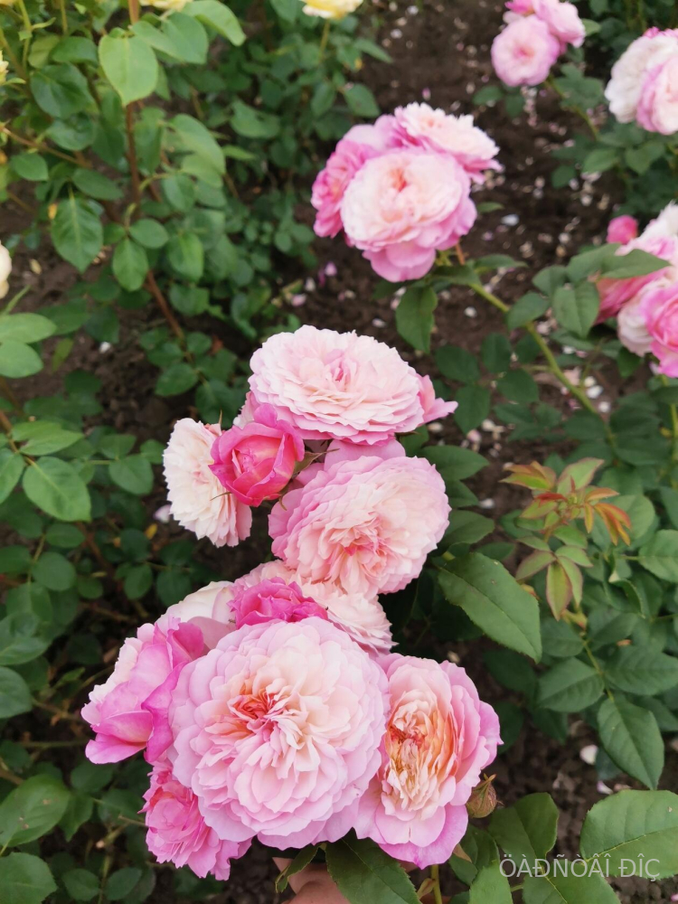 ��������� (Constance)