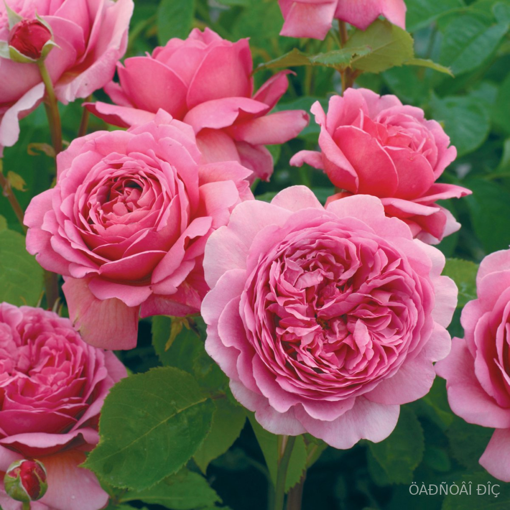 ��������� ���������� �������� (Princess Alexandra of Kent)