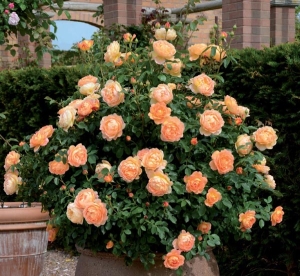 ���� �� ����� (Lady Of Shalott )