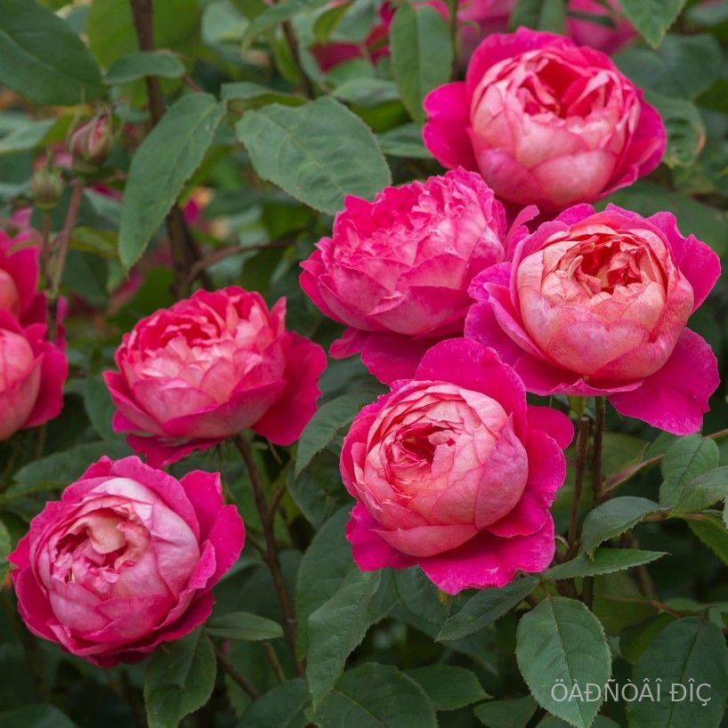 ��������� ������� (Benjamin Britten)