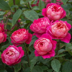 ��������� ������� (Benjamin Britten)