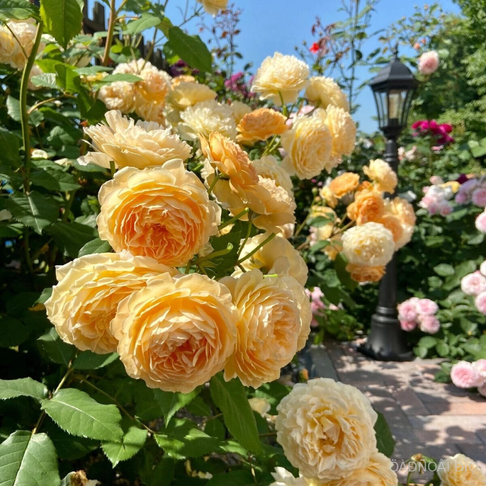 ����� ��������� �������� (Crown Princess Margareta)