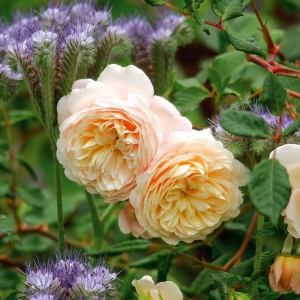 ������ ���� (Crocus Rose)