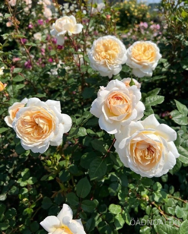 ������ ���� (Crocus Rose)
