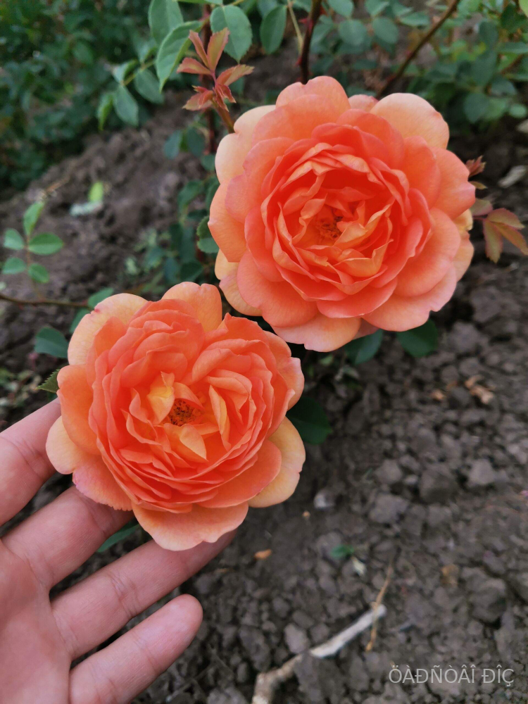 ���� �� ����� (Lady Of Shalott )