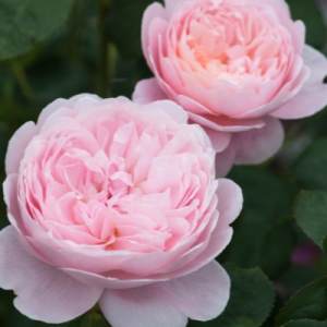 �������� (Roselina)