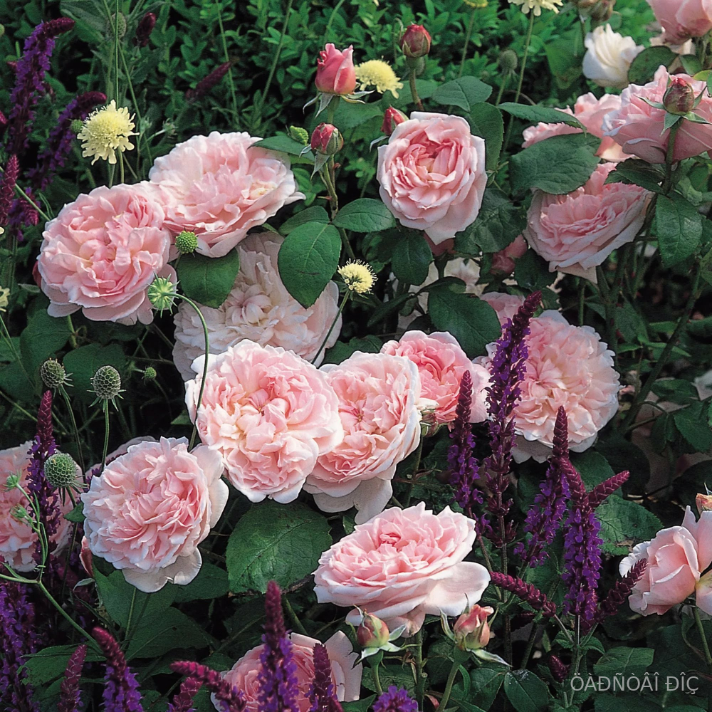 �������� (Eglantyne)