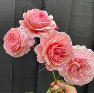 � ������� ��� (A Shropshire Lad)