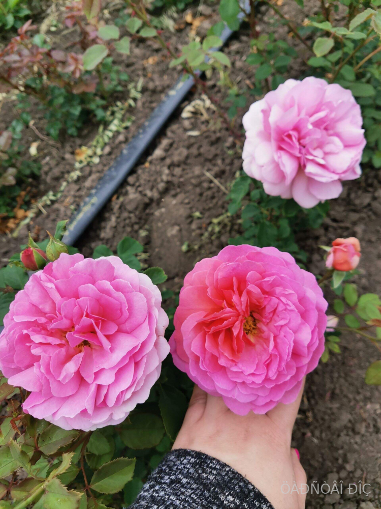 ��������� ���������� �������� (Princess Alexandra of Kent)
