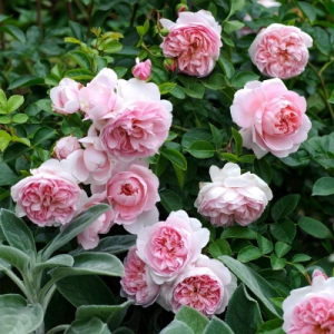 �� ������� ���� (The Wedgwood Rose)