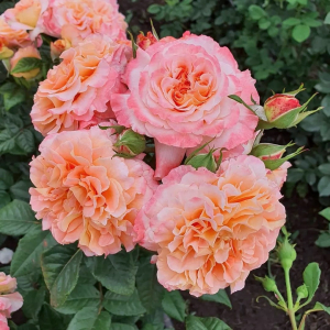 ������� ����� (Augusta Luise)