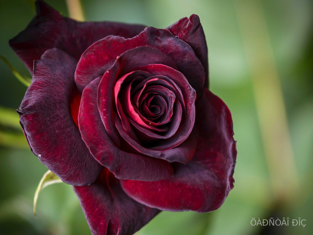 ���� ������� (Black Baccara)