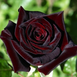 ���� ������� (Black Baccara)