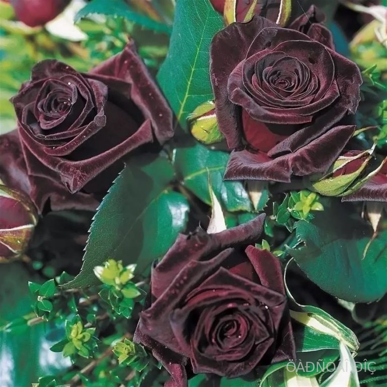 ���� ������� (Black Baccara)