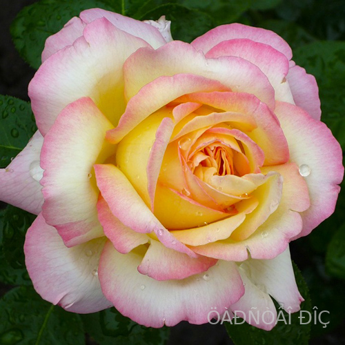 ������ ��� (Gloria Dei)