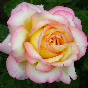 ������ ��� (Gloria Dei)