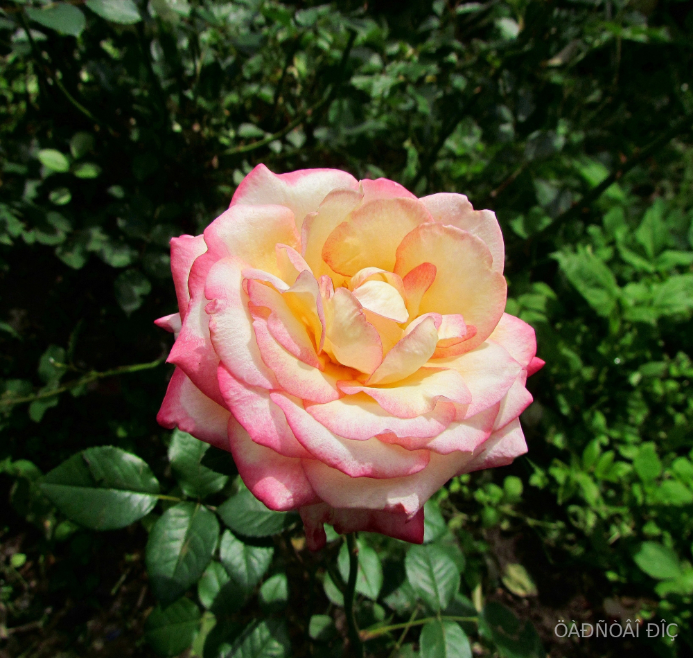 ������ ��� (Gloria Dei)