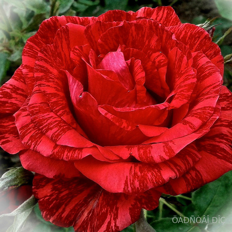 ��� ������� (Red Intuition)