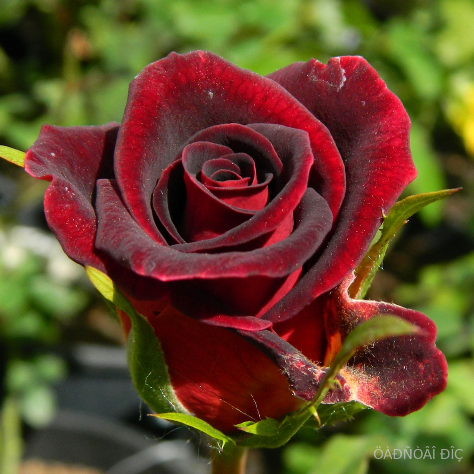 ������ ����� (Black Magic)