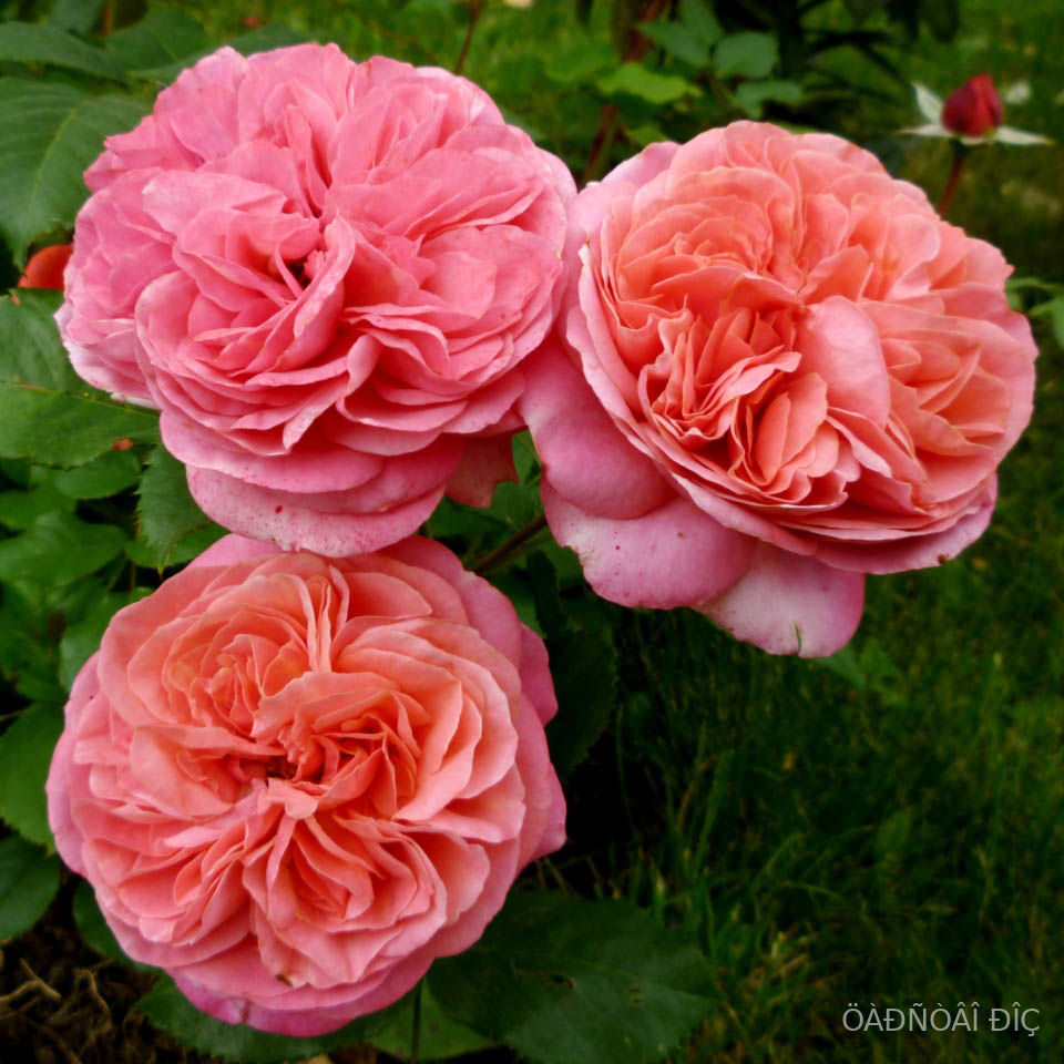 ���� ��� (Mary Ann)