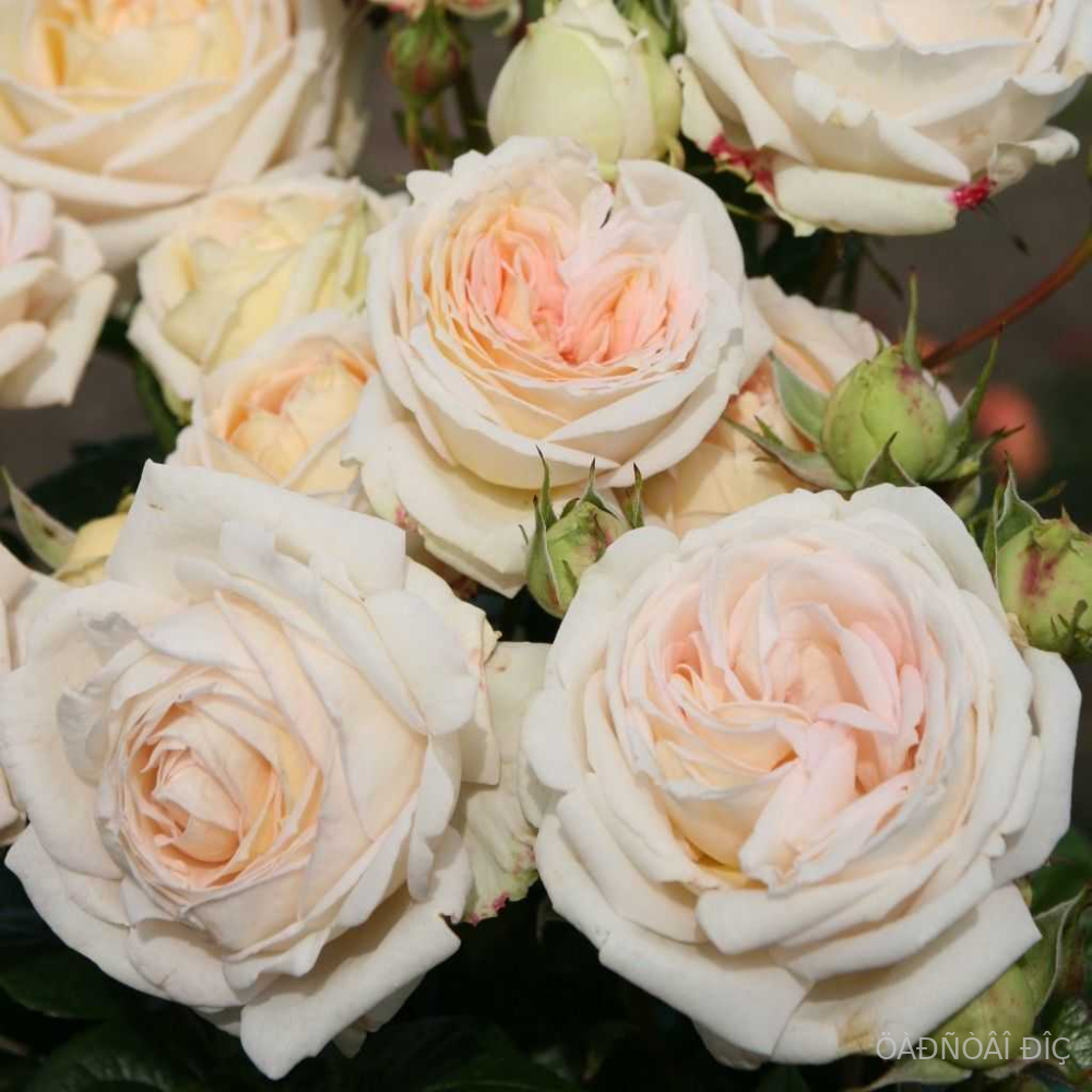 ����� ������ (Madame Anisette)