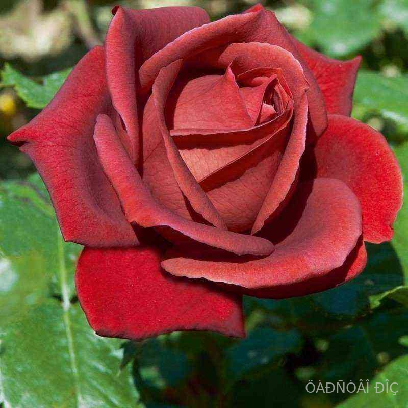 ��������� (Terracotta)