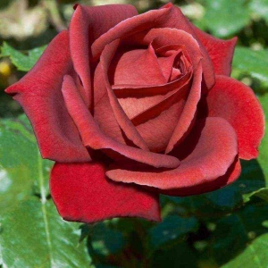 ��������� (Terracotta)
