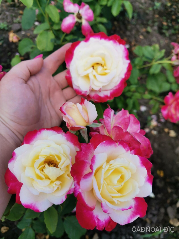 ���� ������ (Double Delight)