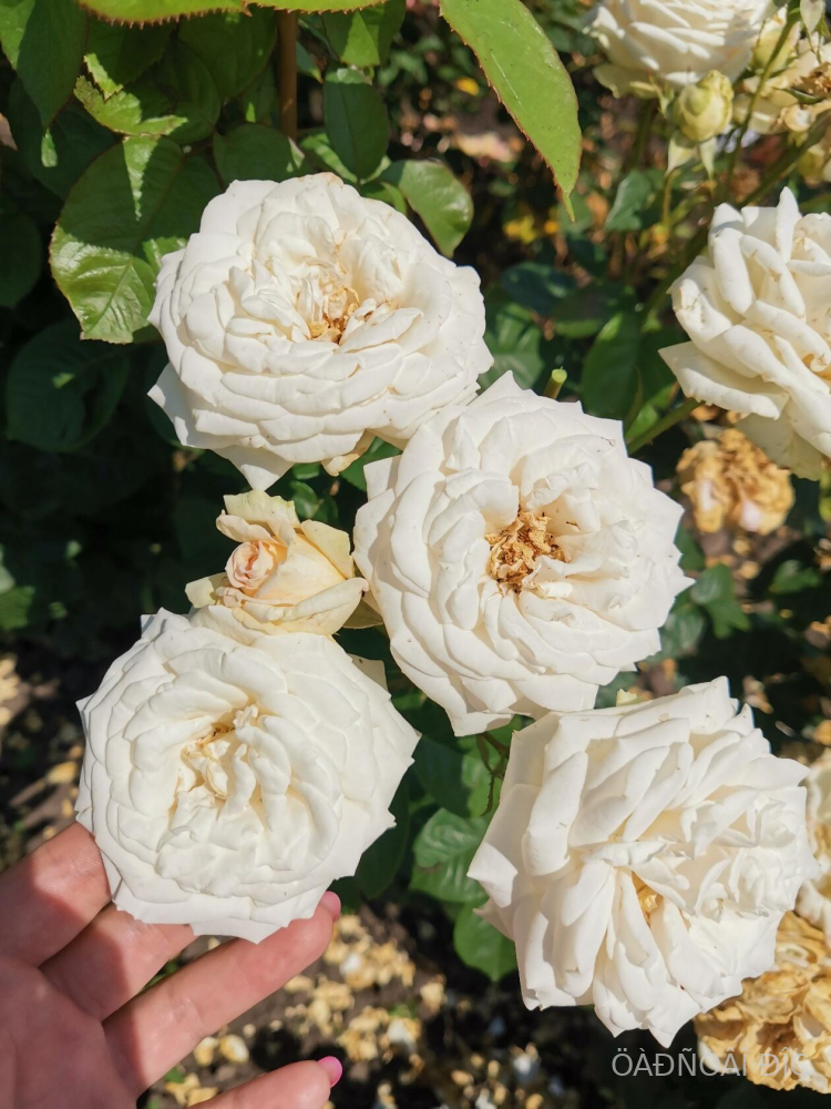 ����� ������ (Madame Anisette)