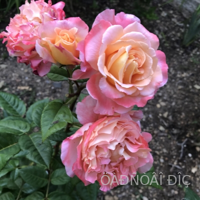 ������� ����� (Augusta Luise)