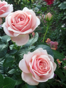 �������� (Aphrodite)