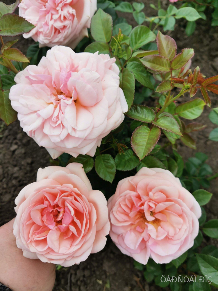 �������� (Aphrodite)