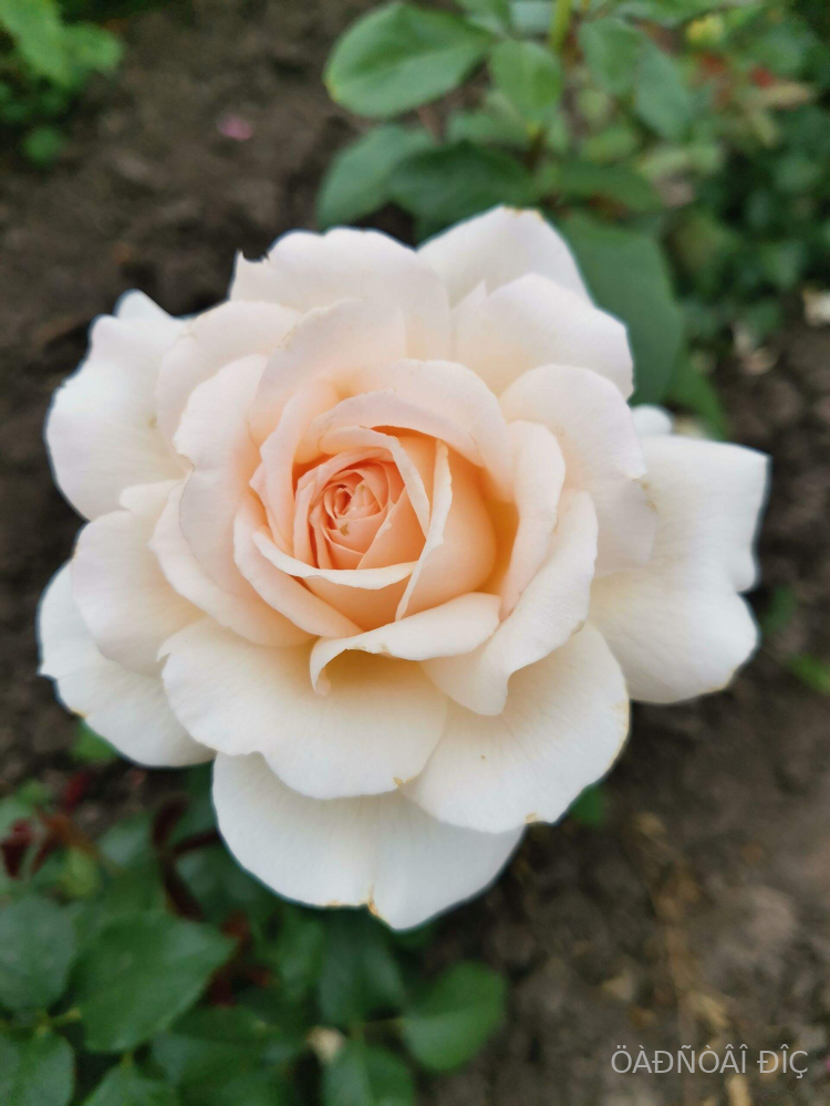 ������ ����� ( Chandos Beauty )