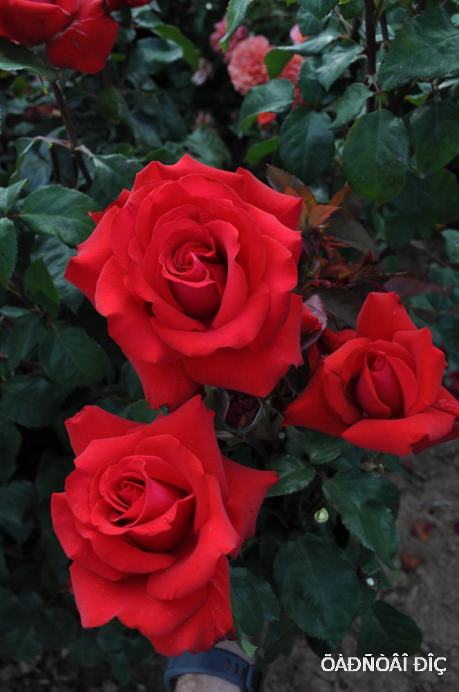 ����� ����� (Grande Amore)