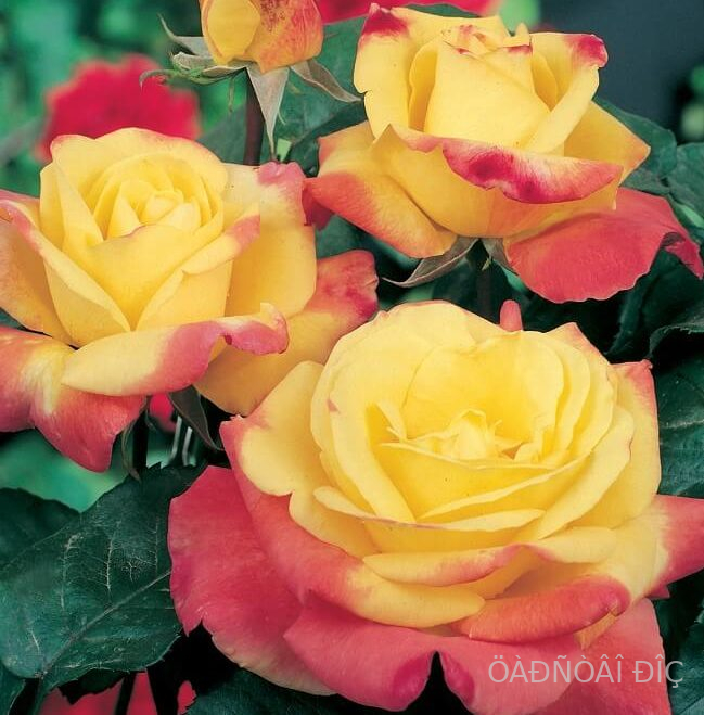 ���������� (Horticolor)
