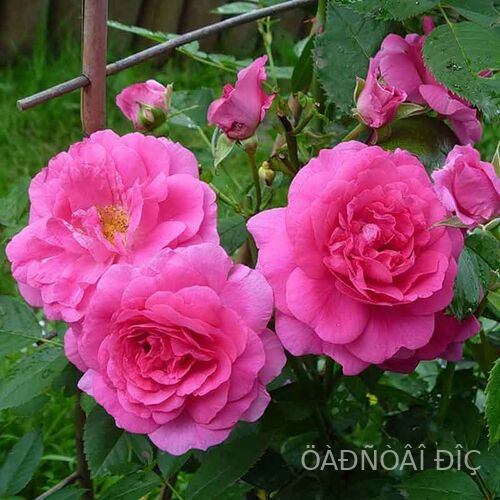������ ���������� (Morden Centennial)