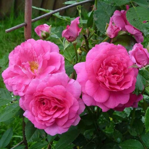 ������ ���������� (Morden Centennial)