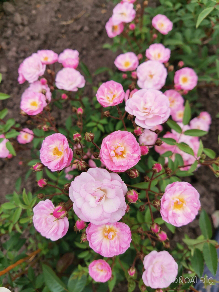 ������� ���� (Heavenly Pink)